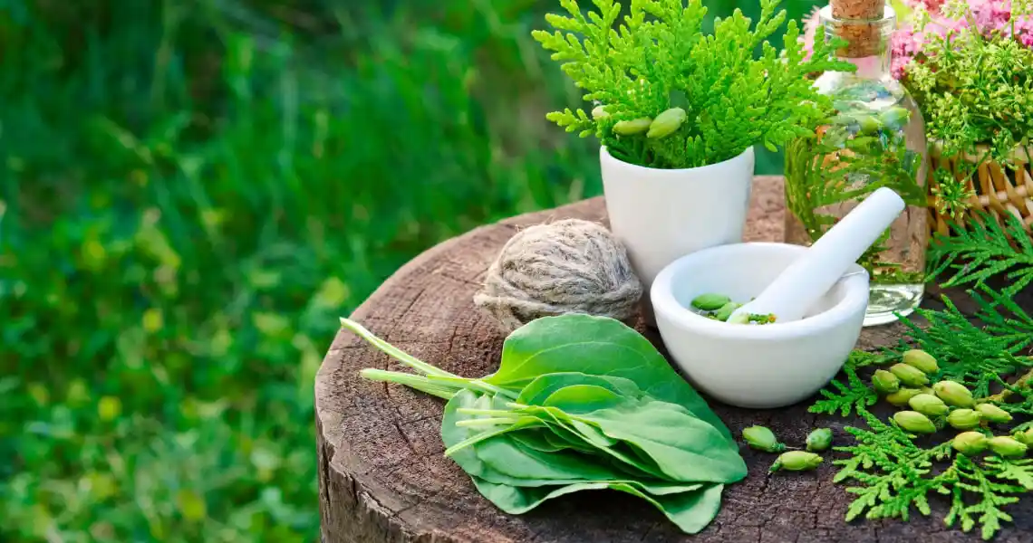Medicinal herbs like holy basil and aloe vera